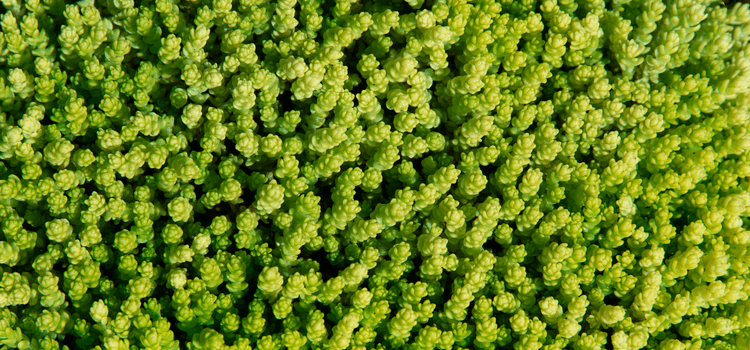 Extenzív zöldtető szigetelés