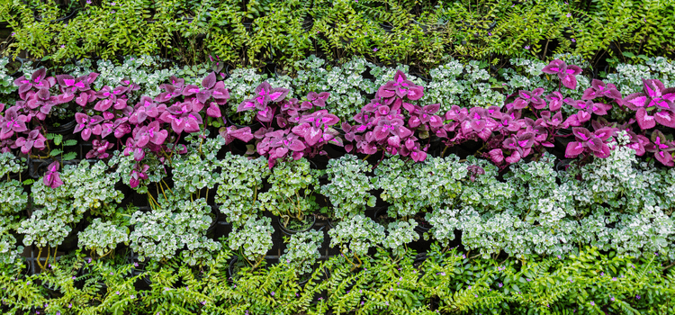 Virásgoskert zöldtetők kialakításával